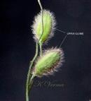 Spikelets